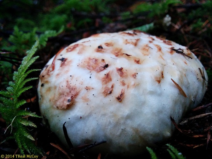 Matsutake Mushroom (Tricholoma magnivelare)