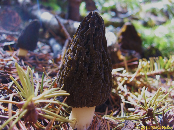 Black Morel Mushrooms