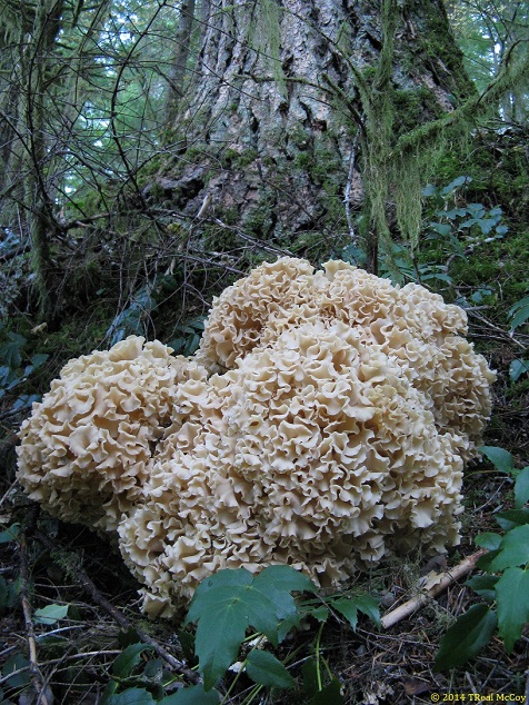 Cauliflower Mushroom Below Tree