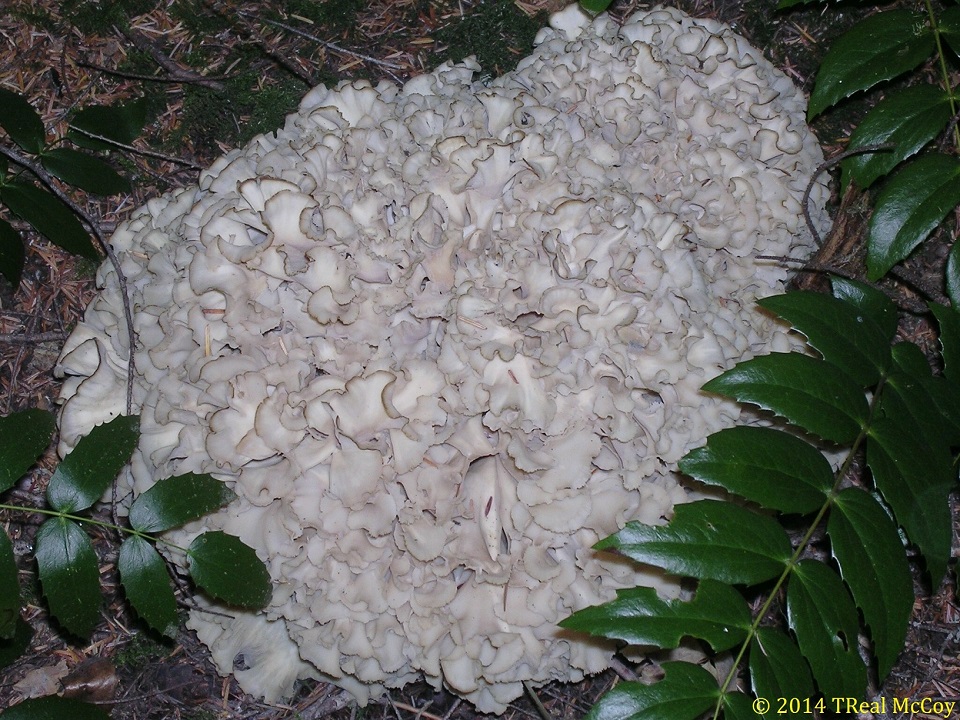Cauliflower Mushroom