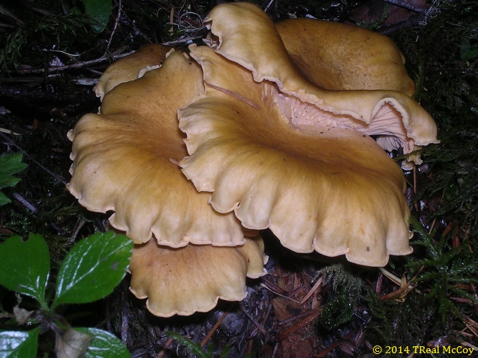 Pacific Golden Chanterelles