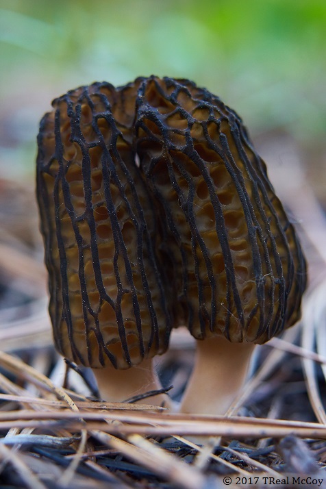 Image of two morels growing together into one.