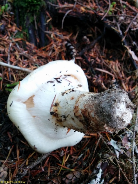 Matsutake Mushroom Pointed Up