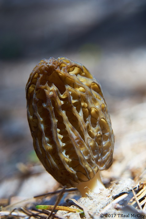 Image of a fresh morel mushroom.