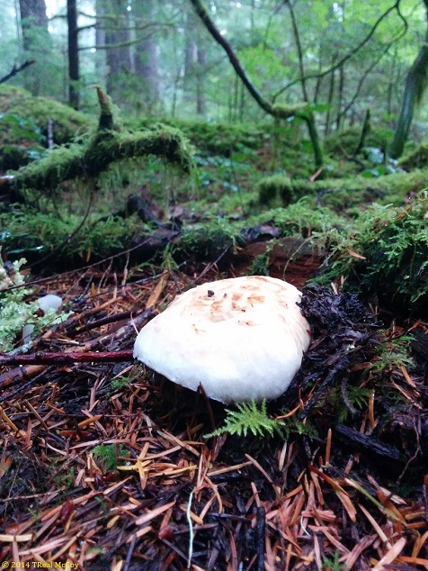 Pine Mushroom