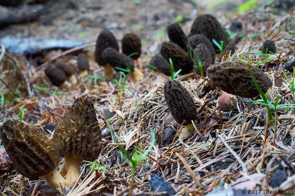 Image of true morel mushrooms growing on a slope.