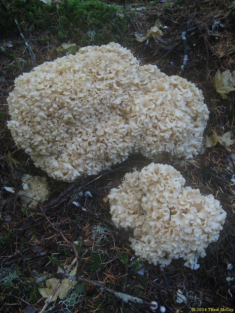 Two Cauliflower Mushrooms